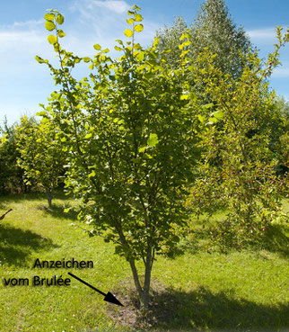 Was ist ein Trüffelbaum: Die Trüffelsuche - Gourmet-Zutat in freier Wildbahn