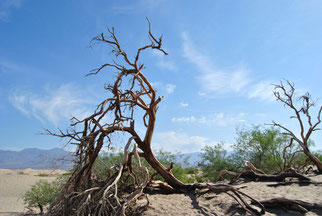 abgestorbener baum im death valley bei der mietwagenreise usa westen