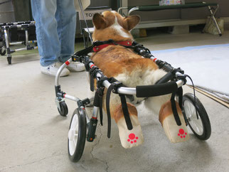 犬の車椅子　犬用車椅子　犬の車いす　犬用車いす　犬 車椅子　ドッグカート　歩行器　車椅子犬　クララワークス　湯河原町