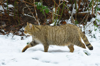 Besondere Beobachtungen Sichtungen Kreis 2025 Wildkatze NABU Düren