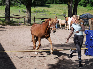 Sommer-Camps mit Pferd garantieren Ferienspaß auf Gut Rodeberg