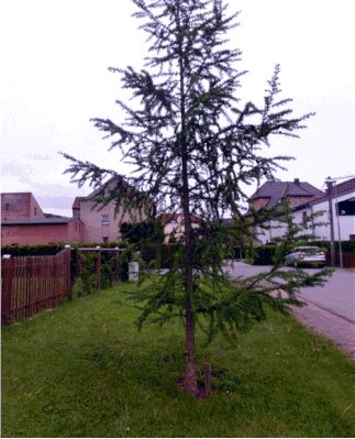 Bäume in Wünschendorf an der Elster