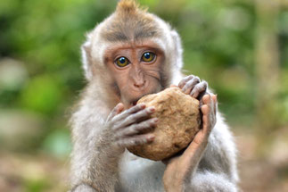 Monkey in Ubud - Indonesia 