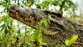Huge crocodile in Cuba