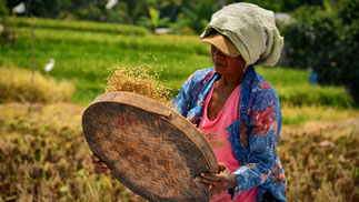 Woman in Risefileds in Bali