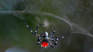 Spider in Java - Indonesia 