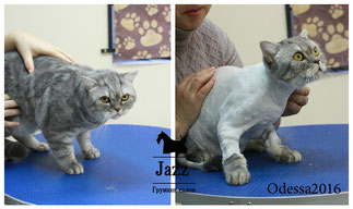 стрижка кошки в Одессе, без наркоза очень не дорого полосатого кота