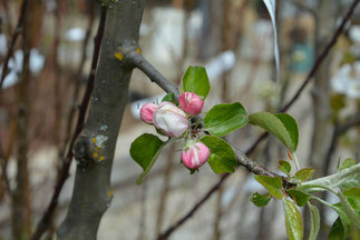 Apfel Gravensteiner