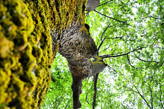 Kindergeschichten, alter Baum, Moos, Baum im Frühling, Rinde