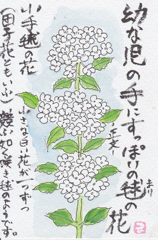 小手毬の花