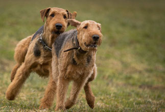 airedale vom dassendal