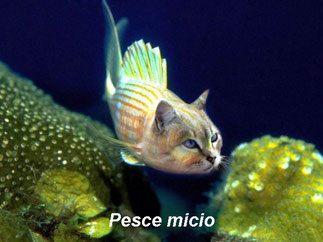 Pescemicio