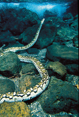  Pitone delle rocce africano (Python sebae) a Mzima Springs, una specie famosa per la sua aggressività. Raggiunge i 7 metri di lunghezza e 65 Kg di peso.