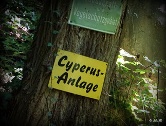 Cyperus 1901 e.V. Verein für Naturschutz, Aquarien- , und Terrarienkunde