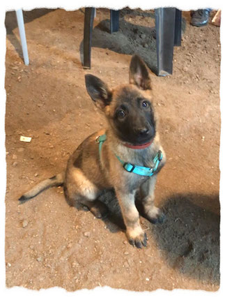 Berger Belge Malinois à l'école pour chiots à Dax