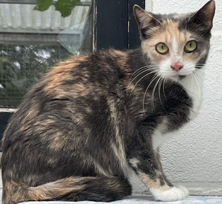 Sensible Schmusekatze Lisbeth sucht ein geduldiges Zuhause mit Freigang 