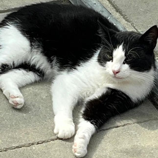 Tierheim Flensburg - Kokos – Zurückhaltender Jungkater sucht ruhiges Zuhause mit Freigang - Tierheim Flensburg