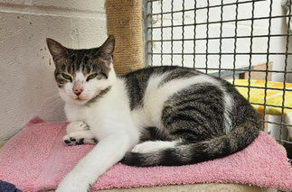 Link sucht ein neues zuhause