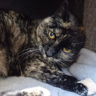🐾 Skaisa – Scheue Schönheit sucht geduldiges Zuhause mit Freigang