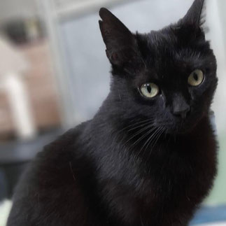 🐾 Schmusekatze Garlic mit starkem Charakter sucht ein liebevolles Zuhause mit Freigang 🐾