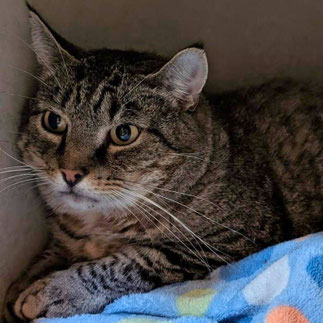 Tierheim Flensburg -  Loris – Menschenscheuer Hofkater sucht ruhigen Platz mit Freigang