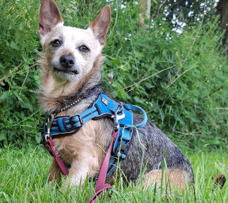 Terrier Mix 