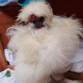 🐔 Seidenhahn „Munny“ sucht ein liebevolles Zuhause mit Hühnergesellschaft