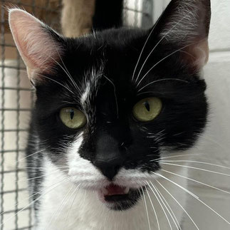 Hase – Vorsichtiger Kater mit großem Herz sucht geduldiges Zuhause