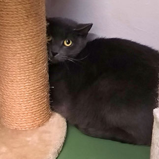 Princess – eine schüchterne, graue Katze sucht ein ruhiges Zuhause mit Freigang