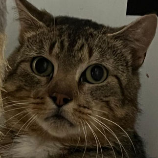 Kater Georgius – Ein unabhängiger Wildfang sucht ein freies Revier