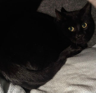 501 | Klecks – Verwilderter Kater sucht sicheren Platz mit Freigang oder Hofstelle
