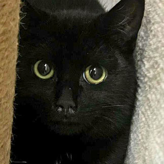 516 | Flutsch – junger, scheuer Fundkater sucht ein verständnisvolles Zuhause