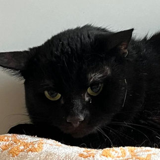 Elliot – Zurückhaltender Freigänger sucht geduldiges Zuhause