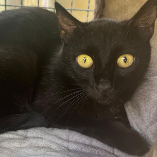 Kamilla – Vorsichtige Katzenmama sucht geduldiges Zuhause mit Freigang