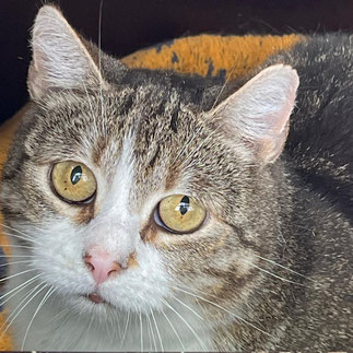 Tierheim Flensburg - Krista – Scheue Mäusefängerin sucht Hofplatz mit Freigang - Tierheim Flensburg