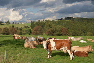 Kühe bei Böhlen im Thüringer Wald