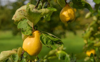 Obstgarten in Tiefengruben im Weimarer Land