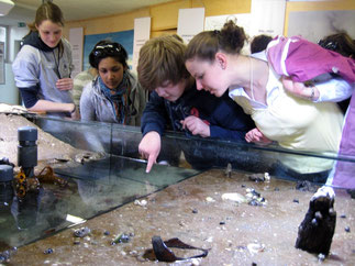 Aquarien, Mikroskopieren, den Lebensraum watt erkunden. Gerne helfen wir Euch bei der Programmgestaltung auf Hallig Hooge und arbeiten dabei eng mit der Schutzstation Wattenmeer zusammen.