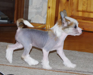 Китайская хохлатая, голая девочка Roberta Perfetto Amico, 1,5 месяца