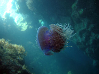 méduse (mer Rouge Egypte)