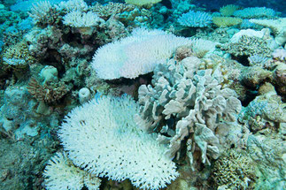 Scott Reef is experiencing severe bleaching. Approximately 90% of the coral community is affected and coral mortality is occurring.