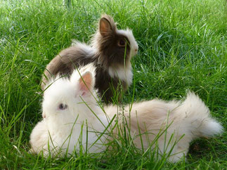 Chillen im Schatten unter dem Trampolin (auch wenn die Kinder direkt drüber springen)