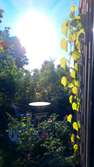 Weinranken über einem Gartentisch