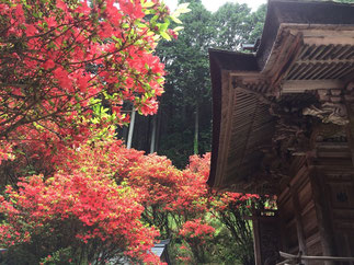 一の宮神社のきりしまつつじ。キレイです！