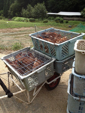 道が壊れている箇所は、一輪車にて移動