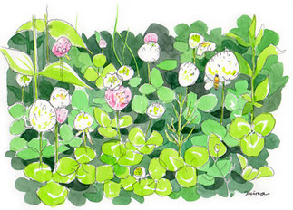 カットイラスト：野の花・野草へのリンク