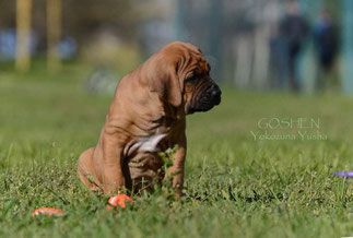 tosa inu chicago, tosa inu ush, japanese mastiff puppy chicago,