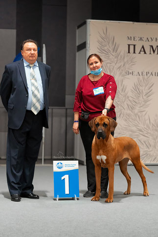 интер чемпион фци,японский мастиф