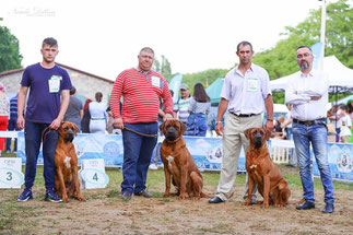 tosa inu puppies,tosa inu kennel,yokozuna yusha kennel, тоса ину украина,тоса ину одесса