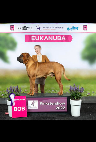 Giant Bubba,tosa inu nl,tosa inu belgium,tosa inu kennel
